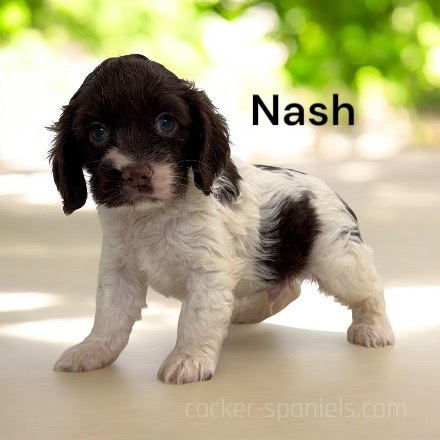 puppy, for, sale, Cocker Spaniel, Joe & Cherri  Overlease, dog, breeder, Miller, MO, dog-breeder, puppy-for-sale, forsale, nearby, find, puppyfind, locator, puppylocator, aca